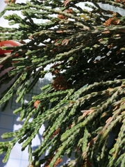 Passerina rigida