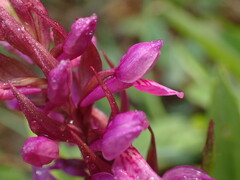 Dactylorhiza majalis
