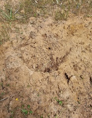 Tachyglossus aculeatus