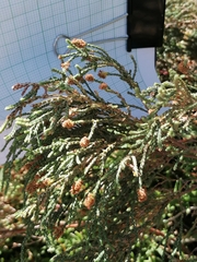 Passerina rigida