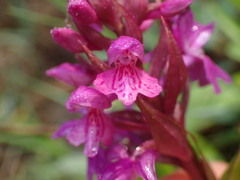 Dactylorhiza majalis