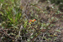 Hermannia althaeoides