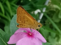 Cephrenes trichopepla