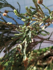 Passerina rigida