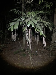 Linospadix monostachyus