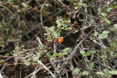 Hermannia althaeoides