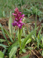 Dactylorhiza majalis