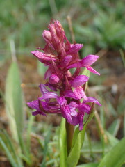 Dactylorhiza majalis
