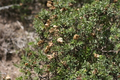 Dimorphotheca cuneata