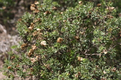 Dimorphotheca cuneata