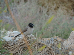 Pycnonotus xanthopygos