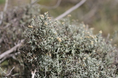Helichrysum rosum
