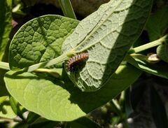 Zerynthia polyxena