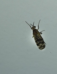 Sylvicola