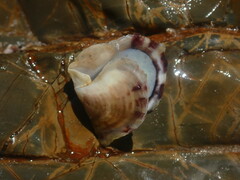 Electroma