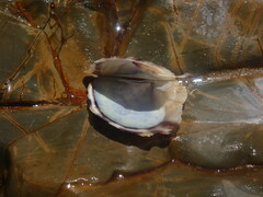 Electroma
