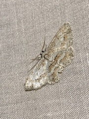 Didymoctenia exsuperata