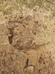 Tachyglossus aculeatus