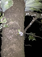 Sarcochilus falcatus