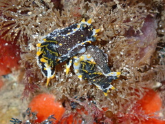 Polycera hedgpethi