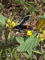 Scolia fasciatopunctata