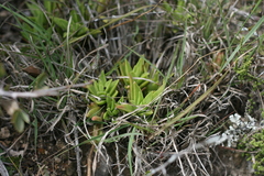Crassula capitella capitella