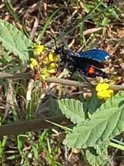 Scolia fasciatopunctata