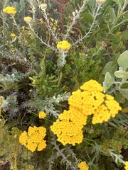 Helichrysum dasyanthum