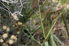 Albuca annulata