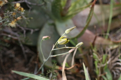 Albuca annulata