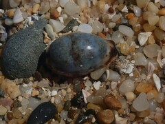 Purpuradusta gracilis