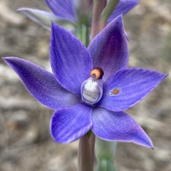 Thelymitra macrophylla