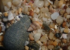 Pseudamycla dermestoidea