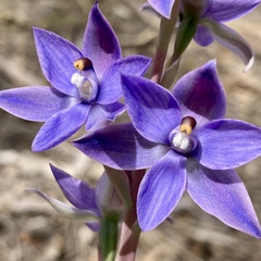 Thelymitra macrophylla