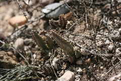 Huernia thuretii