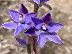 Thelymitra macrophylla