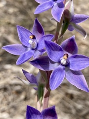 Thelymitra macrophylla