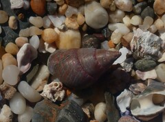 Phasianotrochus eximius