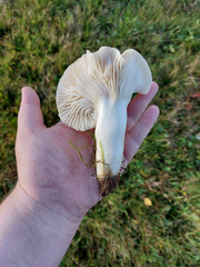 Cuphophyllus pratensis pallidus