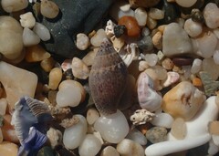 Pardalinops testudinaria