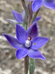 Thelymitra macrophylla