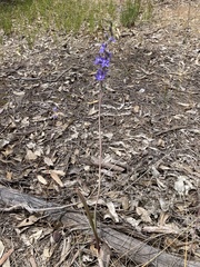 Thelymitra macrophylla