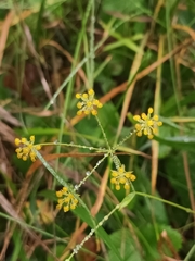 Bupleurum falcatum