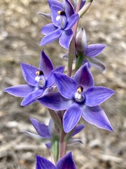 Thelymitra macrophylla