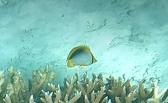 Chaetodon melannotus