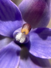 Thelymitra macrophylla