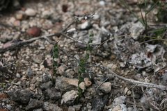 Apodolirion macowanii