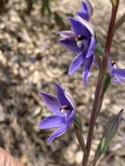 Thelymitra macrophylla