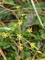 Bupleurum falcatum