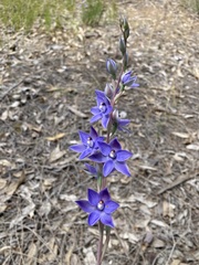 Thelymitra macrophylla